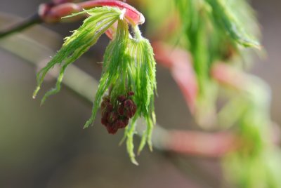 Acer palmatum 'Dissectum' - javor dlanitolistý 'Dissectum' - jarní pučení (2)